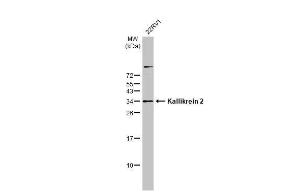 Kallikrein 2 Antibody - BSA Free
