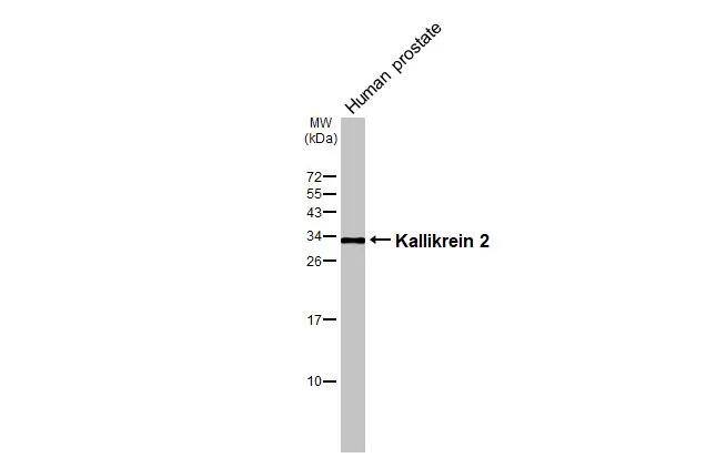 Kallikrein 2 Antibody - BSA Free