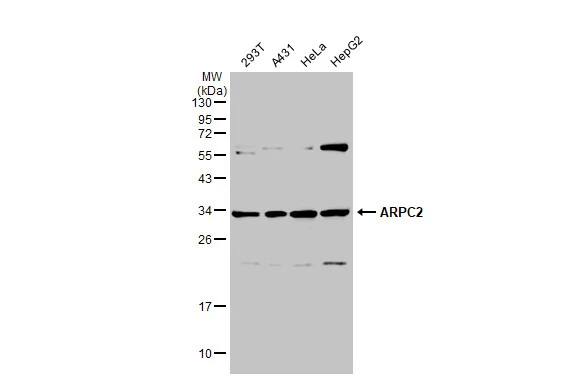 ARPC2 Antibody