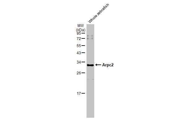 ARPC2 Antibody