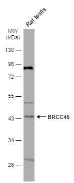 BRE Antibody - BSA Free