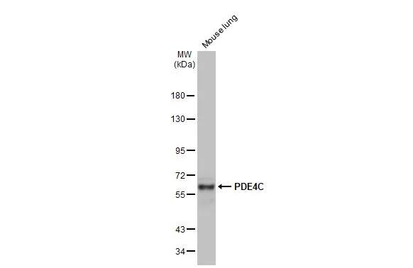 PDE4C Antibody