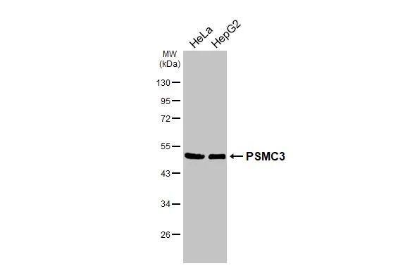 PSMC3 Antibody - BSA Free
