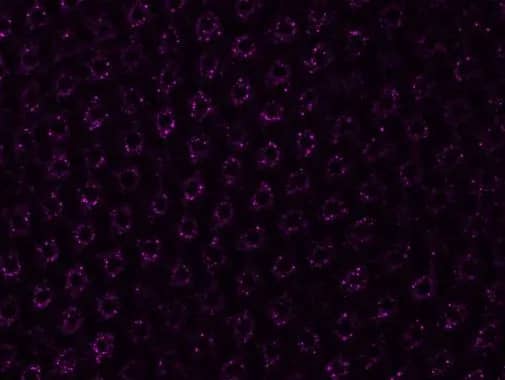 Dishevelled-2 Antibody