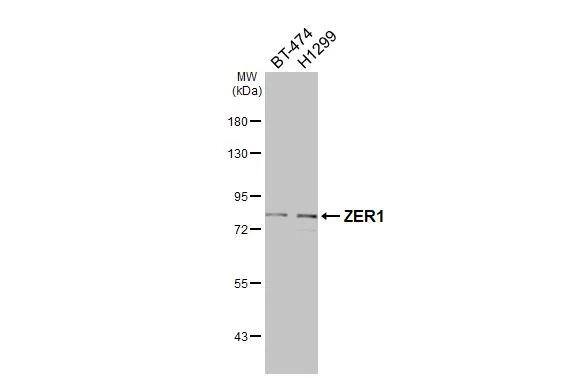 ZER1 Antibody - BSA Free