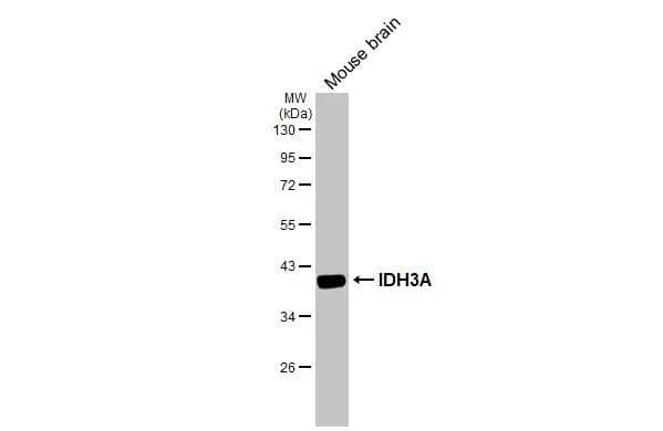 IDH3A Antibody - Azide Free