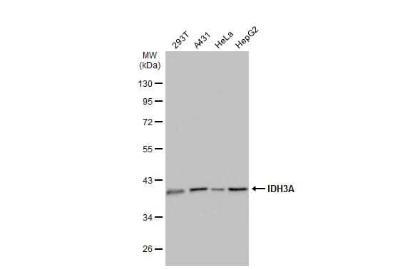 IDH3A Antibody - Azide Free