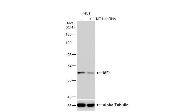 ME1 Antibody