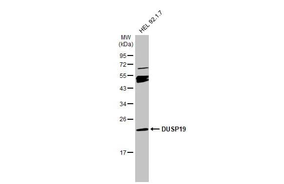 DUSP19 Antibody