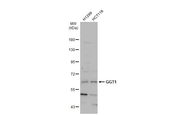 GGT1 Antibody
