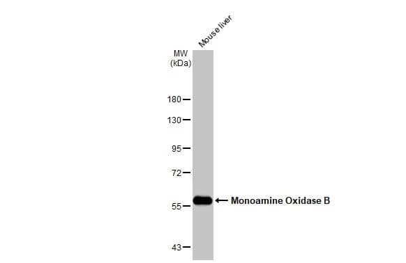 Monoamine Oxidase B Antibody