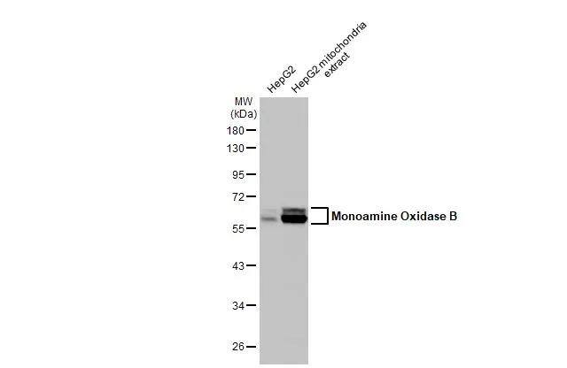 Monoamine Oxidase B Antibody - BSA Free