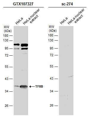 TFIIB Antibody - BSA Free