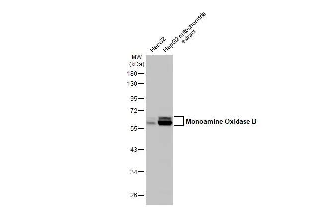 Monoamine Oxidase B Antibody - BSA Free