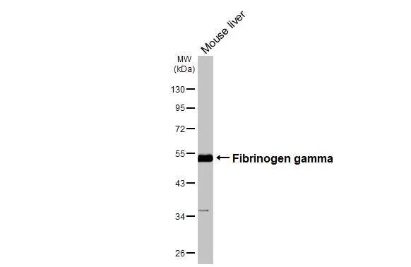 Fibrinogen gamma chain Antibody - BSA Free