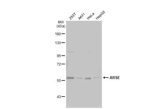 ARSE Antibody