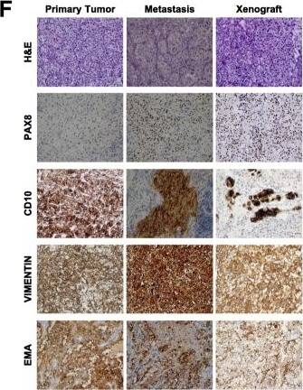 PAX8 Antibody