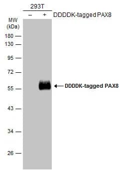 PAX8 Antibody