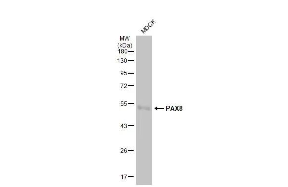 PAX8 Antibody
