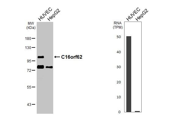 VPS35L Antibody - BSA Free