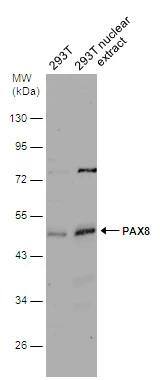 PAX8 Antibody - BSA Free
