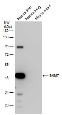 BHMT Antibody