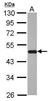 BHMT Antibody