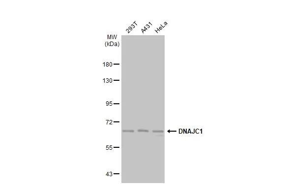 DNAJC1 Antibody