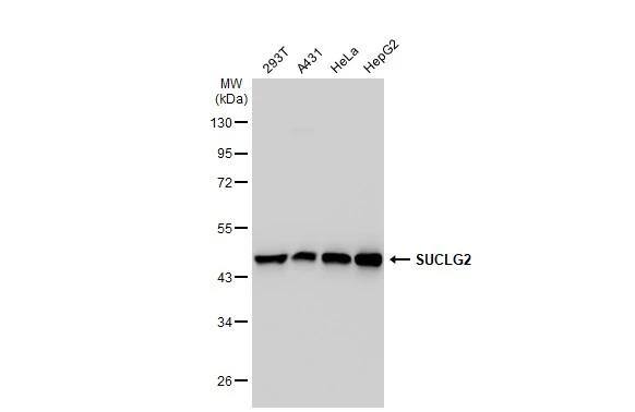 SUCLG2 Antibody - BSA Free