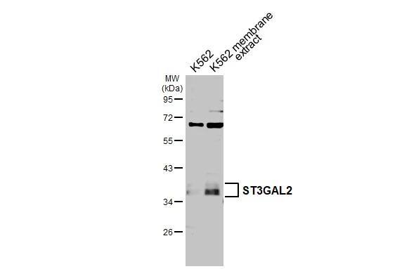 ST3 beta-Gal alpha-2,3-Sialyltransferase 2/ST3GAL2 Antibody - BSA Free