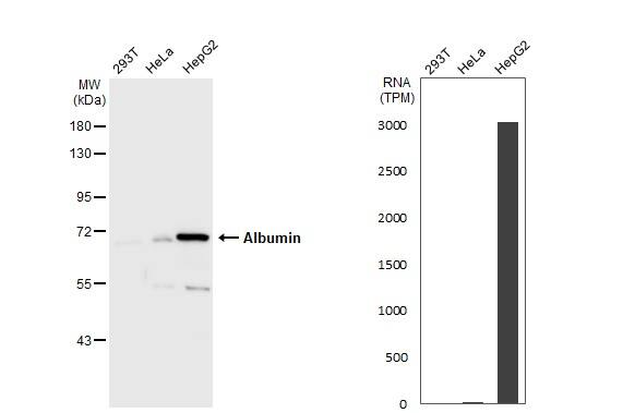 Albumin Antibody
