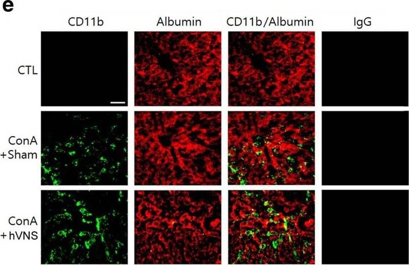 Albumin Antibody