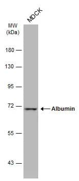 Albumin Antibody