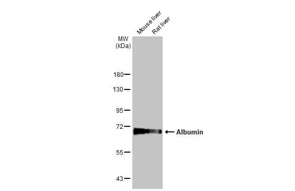 Albumin Antibody