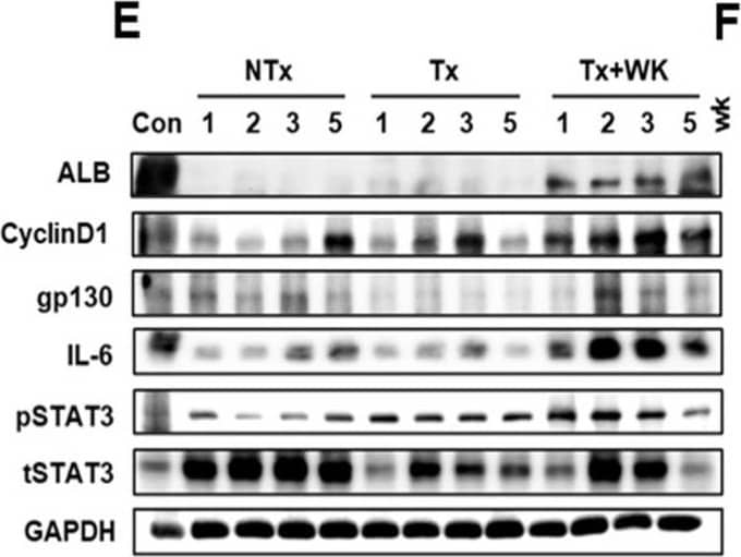Albumin Antibody
