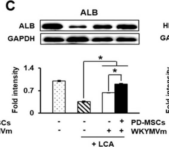 Albumin Antibody