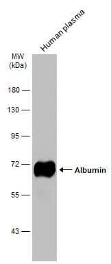 Albumin Antibody