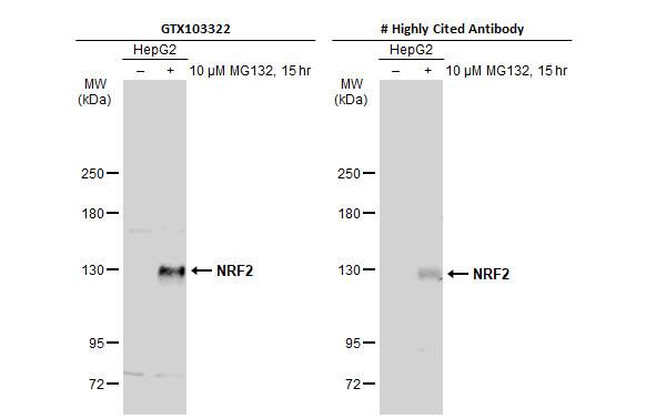 Nrf2 Antibody - BSA Free