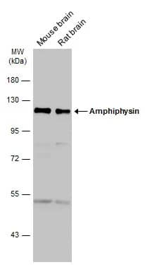 Amphiphysin/AMPH Antibody
