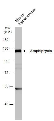 Amphiphysin/AMPH Antibody