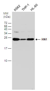 HN1 Antibody