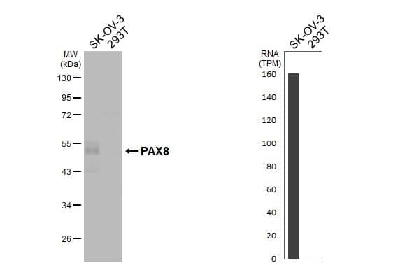 PAX8 Antibody - BSA Free