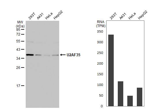 U2AF35 Antibody