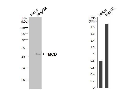 MLYCD Antibody - Azide and BSA Free