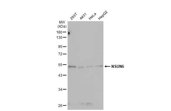 NSUN6 Antibody