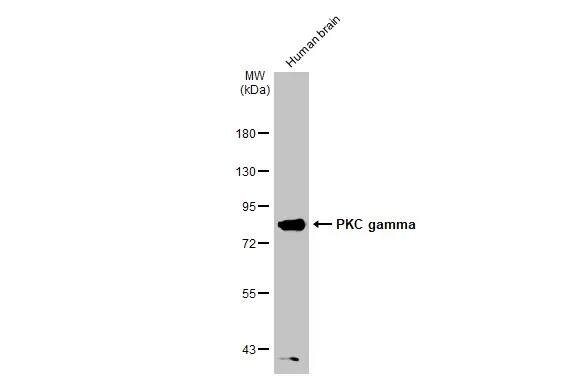 PKC gamma Antibody