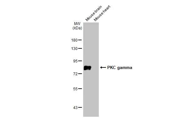 PKC gamma Antibody