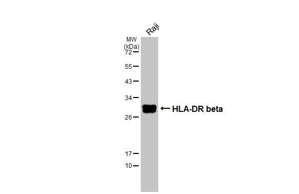 HLA DRB4 Antibody - BSA Free