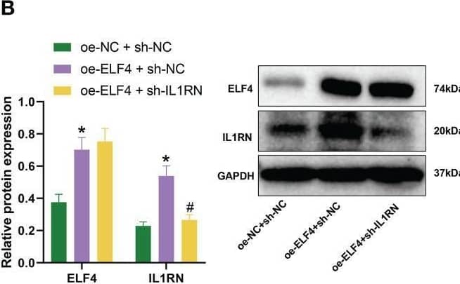 IL-1ra/IL-1F3/IL1RN Antibody - Azide Free