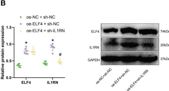 IL-1ra/IL-1F3/IL1RN Antibody - Azide Free